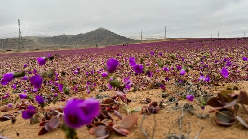 Rare_Winter_Rain_Brings_Early_Blossoms_to_Chile_s_Atacama_Desert - Khabar Asia Rare_Winter_Rain_Brings_Early_Blossoms_to_Chile_s_Atacama_Desert