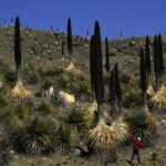 Rare__Queen_of_the_Andes__Plant_Highlights_China_Peru_Biodiversity_Collaboration