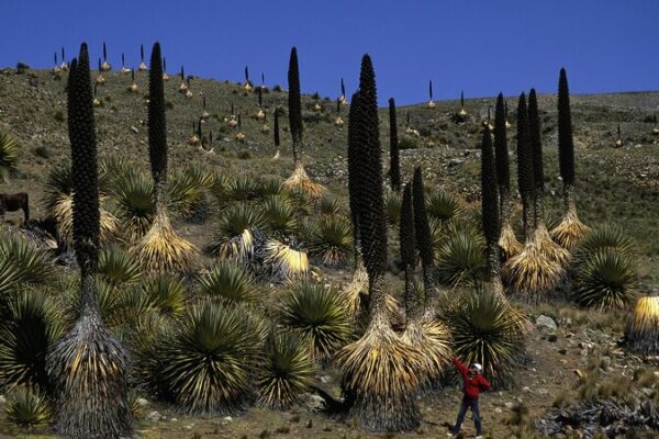 Rare ‘Queen of the Andes’ Plant Highlights China-Peru Biodiversity Collaboration Rare__Queen_of_the_Andes__Plant_Highlights_China_Peru_Biodiversity_Collaboration