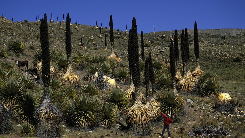 Rare__Queen_of_the_Andes__Plant_Highlights_China_Peru_Biodiversity_Collaboration - Khabar Asia Rare__Queen_of_the_Andes__Plant_Highlights_China_Peru_Biodiversity_Collaboration