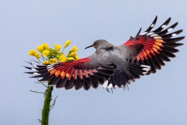 Rare and Protected Birds Thrive on Snowy Shenmu Mountain in Sichuan Rare and Protected Birds Thrive on Snowy Shenmu Mountain in Sichuan