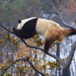 Real_life__Kung_Fu_Panda__Dang_Sheng_Dazzles_at_Foping_Panda_Base video poster