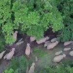 Record-Breaking Herd of 42 Wild Asian Elephants Spotted in Yunnan Province video poster