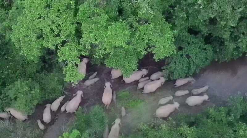 Record-Breaking Herd of 42 Wild Asian Elephants Spotted in Yunnan Province video poster