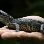 Record_Discovery_of_Siamese_Crocodile_Nests_in_Cambodia_s_Cardamom_National_Park