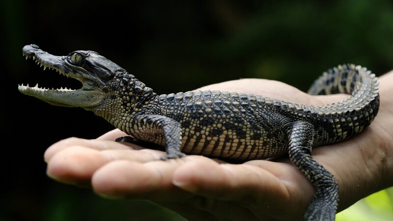 Record_Discovery_of_Siamese_Crocodile_Nests_in_Cambodia_s_Cardamom_National_Park - Khabar Asia Record_Discovery_of_Siamese_Crocodile_Nests_in_Cambodia_s_Cardamom_National_Park
