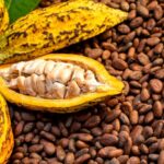 Record_Heat_in_Co_te_d_Ivoire_Threatens_Global_Cocoa_Supply__Asia_s_Markets_Brace_for_Impact