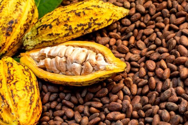 Record Heat in Côte d’Ivoire Threatens Global Cocoa Supply, Asia’s Markets Brace for Impact Record_Heat_in_Co_te_d_Ivoire_Threatens_Global_Cocoa_Supply__Asia_s_Markets_Brace_for_Impact