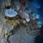 Record_High_Ocean_Temperatures_in_February__A_Stark_Warning_from_Scientists