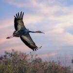 Record_Number_of_Rare_White_Naped_Cranes_Spotted_in_North_China_s_Haixing_Wetland
