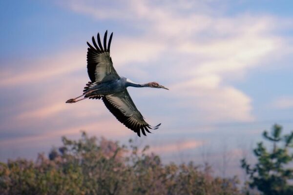 Record Number of Rare White-Naped Cranes Spotted in North China’s Haixing Wetland Record_Number_of_Rare_White_Naped_Cranes_Spotted_in_North_China_s_Haixing_Wetland