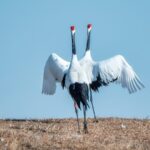 Red-Crowned Cranes Return to Zhalong Wetlands for Spring Mating Season