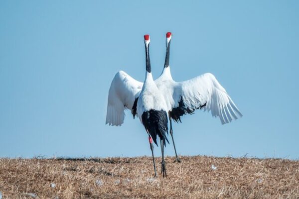 Red-Crowned Cranes Return to Zhalong Wetlands for Spring Mating Season Red-Crowned Cranes Return to Zhalong Wetlands for Spring Mating Season