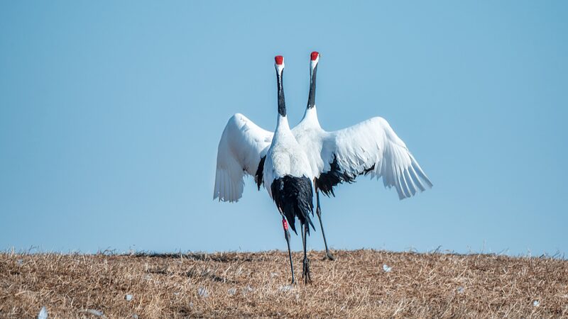 Red-Crowned_Cranes_Return_to_Zhalong_Wetlands_for_Spring_Mating_Season - Khabar Asia Red-Crowned Cranes Return to Zhalong Wetlands for Spring Mating Season