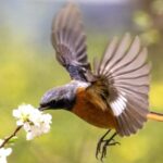 Red-Flanked Bluetails Signal Springtime in Beijing Suburbs