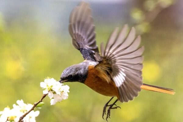 Red-Flanked Bluetails Signal Springtime in Beijing Suburbs Red-Flanked Bluetails Signal Springtime in Beijing Suburbs