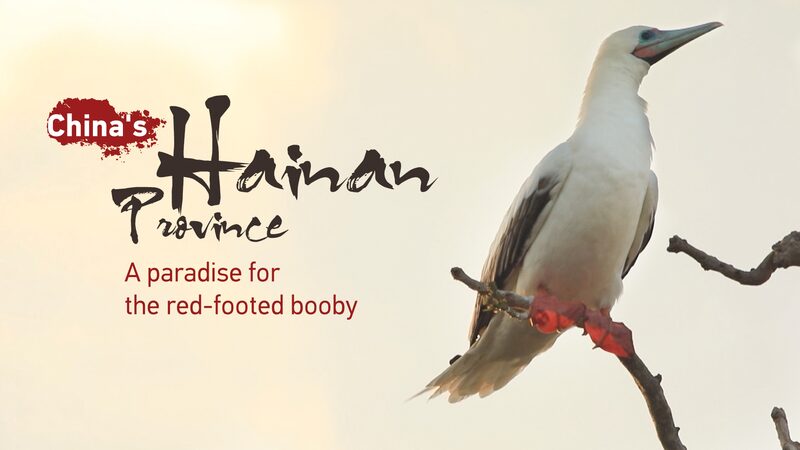 Red-Footed Boobies Flourish in China's Hainan Province video poster
