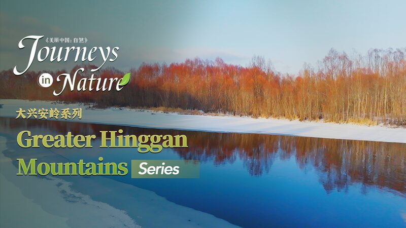 Red_Willows_Illuminate_Winter_in_Chinas_Greater_Hinggan_Mountains_poster - Khabar Asia Red Willows Illuminate Winter in China's Greater Hinggan Mountains video poster