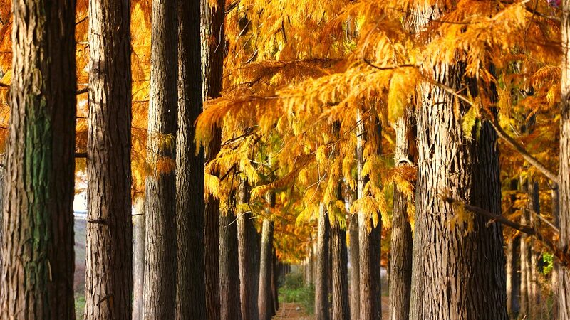 Redwood_Forest_Turns_Hubeis_Yunshui_Wetland_into_a_Vibrant_Winter_Wonderland - Khabar Asia Redwood Forest Turns Hubei's Yunshui Wetland into a Vibrant Winter Wonderland
