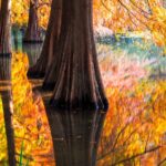 Reflections_Transform_Nanjing_s_Xiaoling_Mausoleum_into_a_Living_Monet_Masterpiece