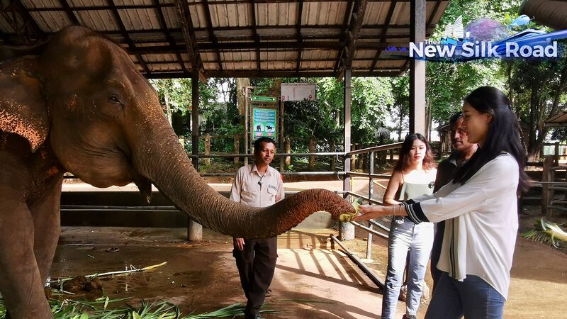 Rescued_Elephants_Find_Haven_at_Sri_Lankas_Pinnawala_Orphanage_poster - Khabar Asia Rescued Elephants Find Haven at Sri Lanka's Pinnawala Orphanage video poster
