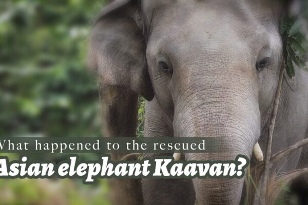 Rescued ‘Loneliest Elephant’ Kaavan Thrives in Cambodian Sanctuary Rescued 'Loneliest Elephant' Kaavan Thrives in Cambodian Sanctuary video poster