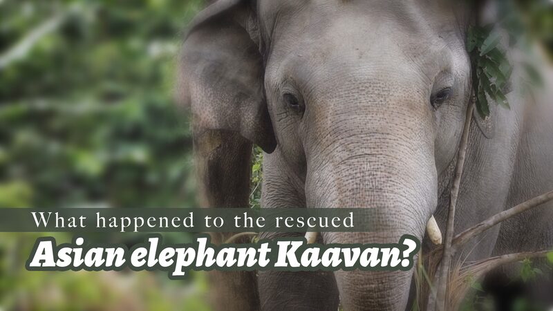 Rescued_Loneliest_Elephant_Kaavan_Thrives_in_Cambodian_Sanctuary_poster - Khabar Asia Rescued 'Loneliest Elephant' Kaavan Thrives in Cambodian Sanctuary video poster