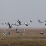 Rescued Rare Birds Released Back into Wild in Jiangxi's Poyang Lake video poster