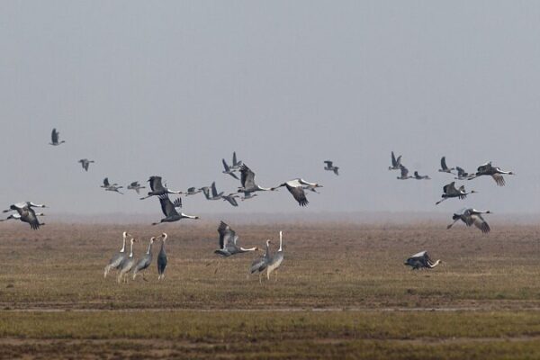 Rescued Rare Birds Released Back into Wild in Jiangxi’s Poyang Lake Rescued Rare Birds Released Back into Wild in Jiangxi's Poyang Lake video poster