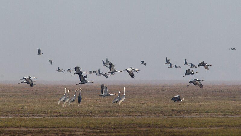 Rescued_Rare_Birds_Released_Back_into_Wild_in_Jiangxis_Poyang_Lake_poster - Khabar Asia Rescued Rare Birds Released Back into Wild in Jiangxi's Poyang Lake video poster
