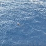 Rescued Whale 'Haitang' Returns to Ocean After 140-Day Recovery in South China video poster