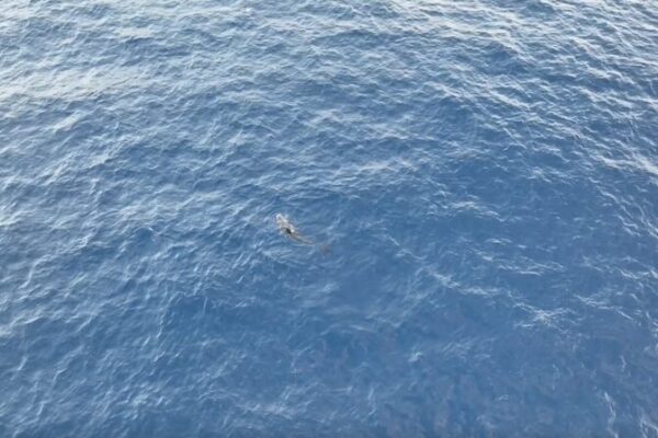 Rescued Whale ‘Haitang’ Returns to Ocean After 140-Day Recovery in South China Rescued Whale 'Haitang' Returns to Ocean After 140-Day Recovery in South China video poster
