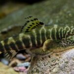 Researchers_Discover_Three_New_Fish_Species_Endemic_to_China