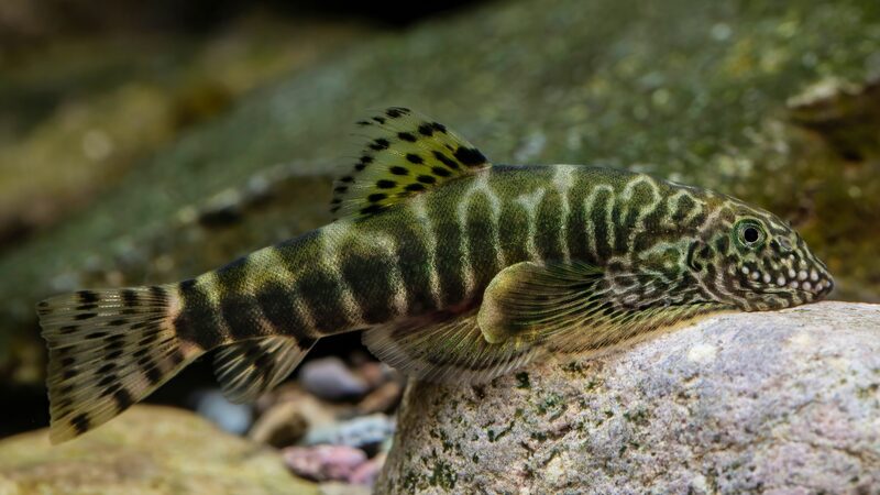 Researchers_Discover_Three_New_Fish_Species_Endemic_to_China - Khabar Asia Researchers_Discover_Three_New_Fish_Species_Endemic_to_China