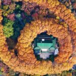 Resplendent Foliage Adorns Nanjing's Purple Mountain in Early Winter