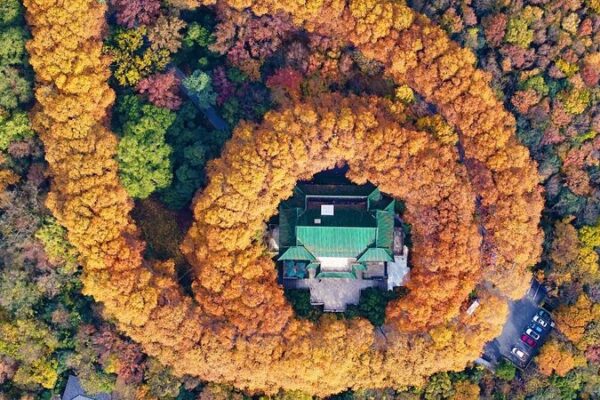 Resplendent Foliage Adorns Nanjing’s Purple Mountain in Early Winter Resplendent Foliage Adorns Nanjing's Purple Mountain in Early Winter
