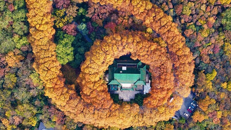 Resplendent Foliage Adorns Nanjing's Purple Mountain in Early Winter