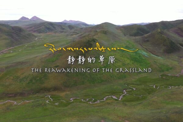 Restoring_Qinghais_Grasslands_Tibetan_Herders_Unite_to_Revive_the_Plateau_poster - Khabar Asia Restoring Qinghai's Grasslands: Tibetan Herders Unite to Revive the Plateau video poster