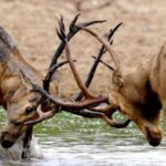 Resurgence_of_the_Milu_Deer__China_s_Conservation_Success_Story video poster