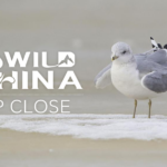 Return_of_the__Bird_of_Legend___Chinese_Crested_Tern_Soars_Again video poster