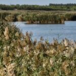 Revived_Desert_Wetland_in_China_s_Ningxia_Becomes_Paradise_for_Migratory_Birds