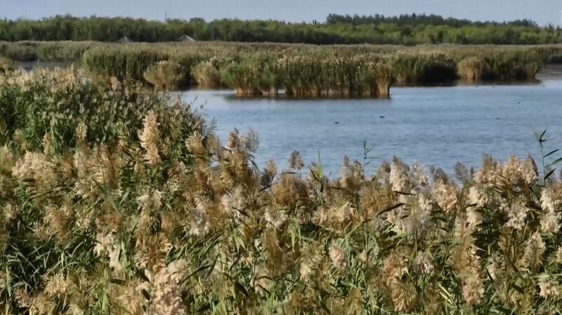 Revived_Desert_Wetland_in_China_s_Ningxia_Becomes_Paradise_for_Migratory_Birds - Khabar Asia Revived_Desert_Wetland_in_China_s_Ningxia_Becomes_Paradise_for_Migratory_Birds