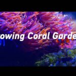 Reviving Coral Gardens: Chinese Scientists' Decade-Long Mission in South China Sea video poster