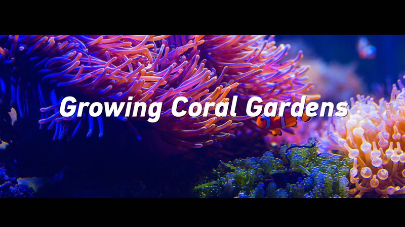 Reviving_Coral_Gardens_Chinese_Scientists_Decade-Long_Mission_in_South_China_Sea_poster - Khabar Asia Reviving Coral Gardens: Chinese Scientists' Decade-Long Mission in South China Sea video poster