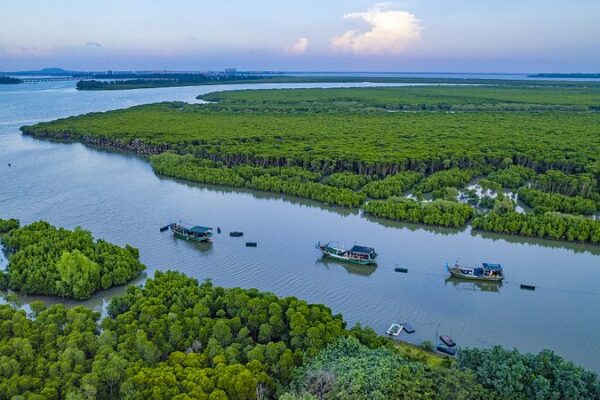 Reviving Hainan's Mangroves: A Conservation Success Story video poster
