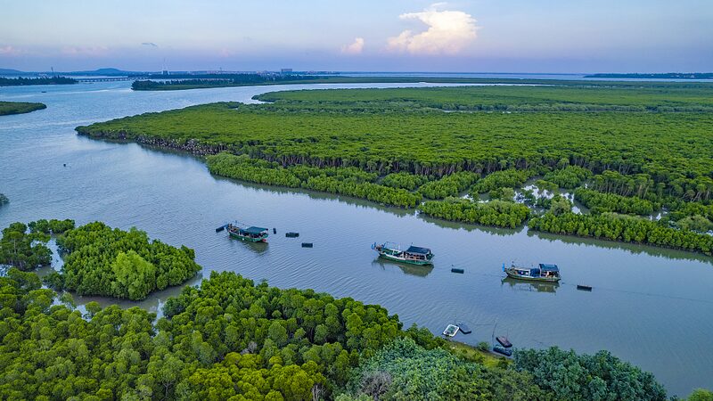 Reviving Hainan's Mangroves: A Conservation Success Story video poster