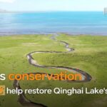 Reviving_Qinghai_Lake__China_s_Success_in_Nature_Conservation video poster