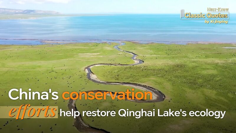 Reviving_Qinghai_Lake__China_s_Success_in_Nature_Conservation_poster - Khabar Asia Reviving_Qinghai_Lake__China_s_Success_in_Nature_Conservation video poster