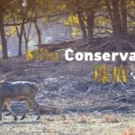 Reviving the Milu: The Passionate Journey of Conservation in China video poster