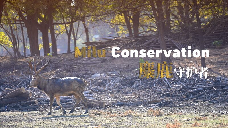 Reviving_the_Milu_The_Passionate_Journey_of_Conservation_in_China_poster - Khabar Asia Reviving the Milu: The Passionate Journey of Conservation in China video poster